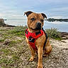 animal, brown_dog, calm, dog, floppy_ears, grass, ground, lakeside, looking_at_camera, outdoor, pet, phone_screenshot, portrait, red_harness, scrub, shoreline, short_hair, sitting, sky, water