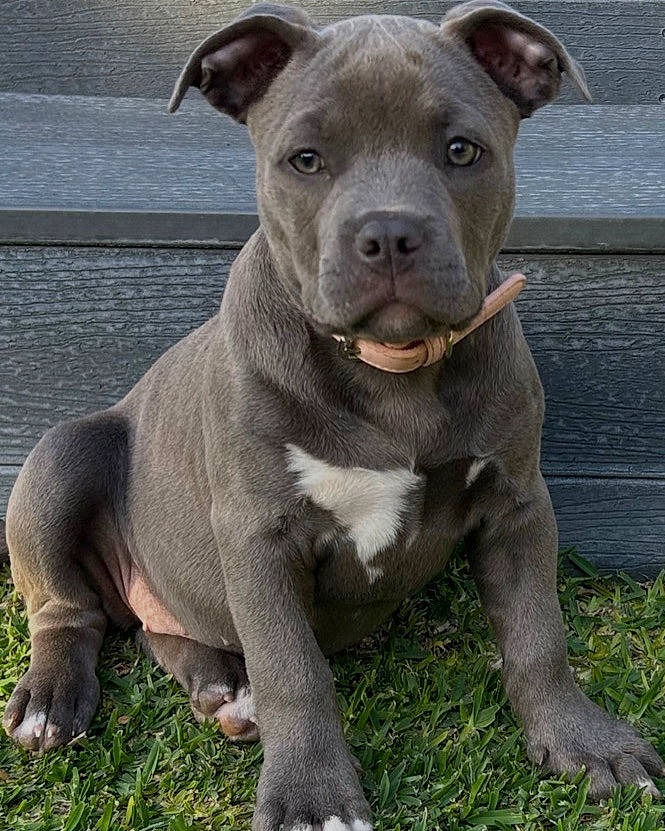 Koda