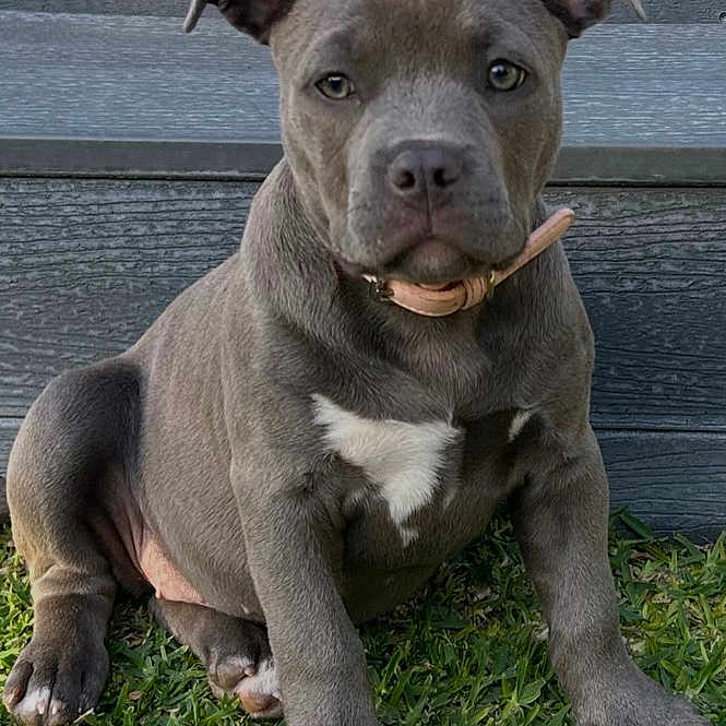 Koda