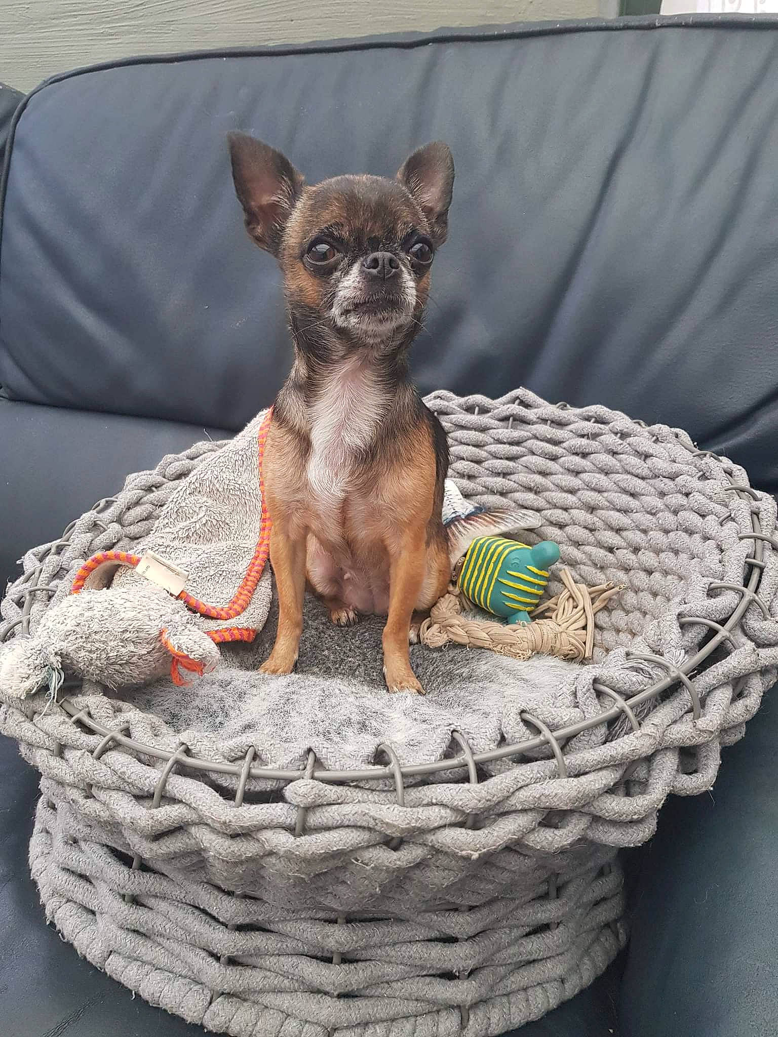 Enya a rejoint le concours — aidez-le/la à gagner de superbes lots ! art, artifact, basket, canidae, carnivore, companion_dog, dishware, dog, dog_breed, dog_supply, fashion_accessory, fawn, pet_supply, pottery, serveware, snout, terrestrial_animal, toy_dog, whiskers, working_animal