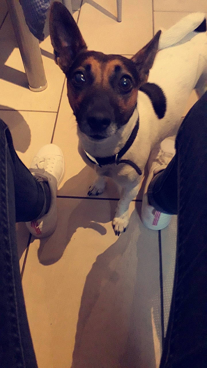 Jessy a rejoint le concours — aidez-le/la à gagner de superbes lots ! canidae, carnivore, chilean_fox_terrier, companion_dog, dog, dog_breed, ear, fawn, feist, fox_terrier, mammal, miniature_fox_terrier, rat_terrier, ratonero_bodeguero_andaluz, smooth_fox_terrier, snout, teddy_roosevelt_terrier, tenterfield_terrier, terrier, toy_fox_terrier