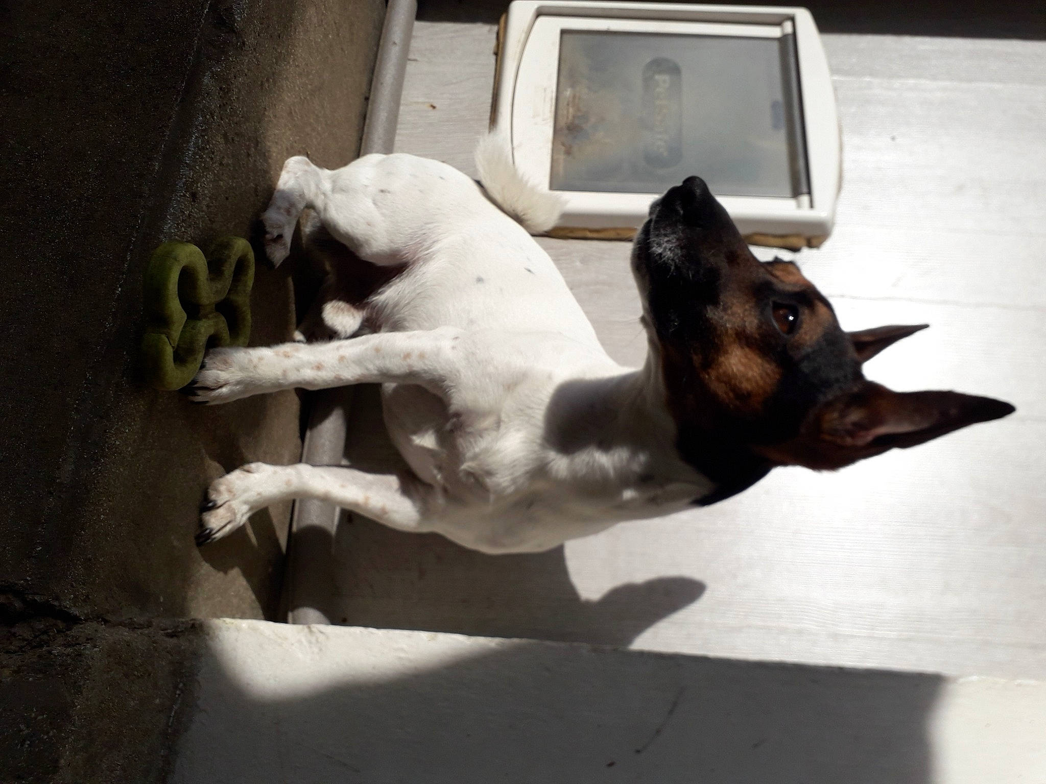 Jessy a rejoint le concours — aidez-le/la à gagner de superbes lots ! canidae, carnivore, companion_dog, dog, dog_breed, fawn, fox_terrier, rat_terrier, smooth_fox_terrier, sporting_group, tail, toy_fox_terrier