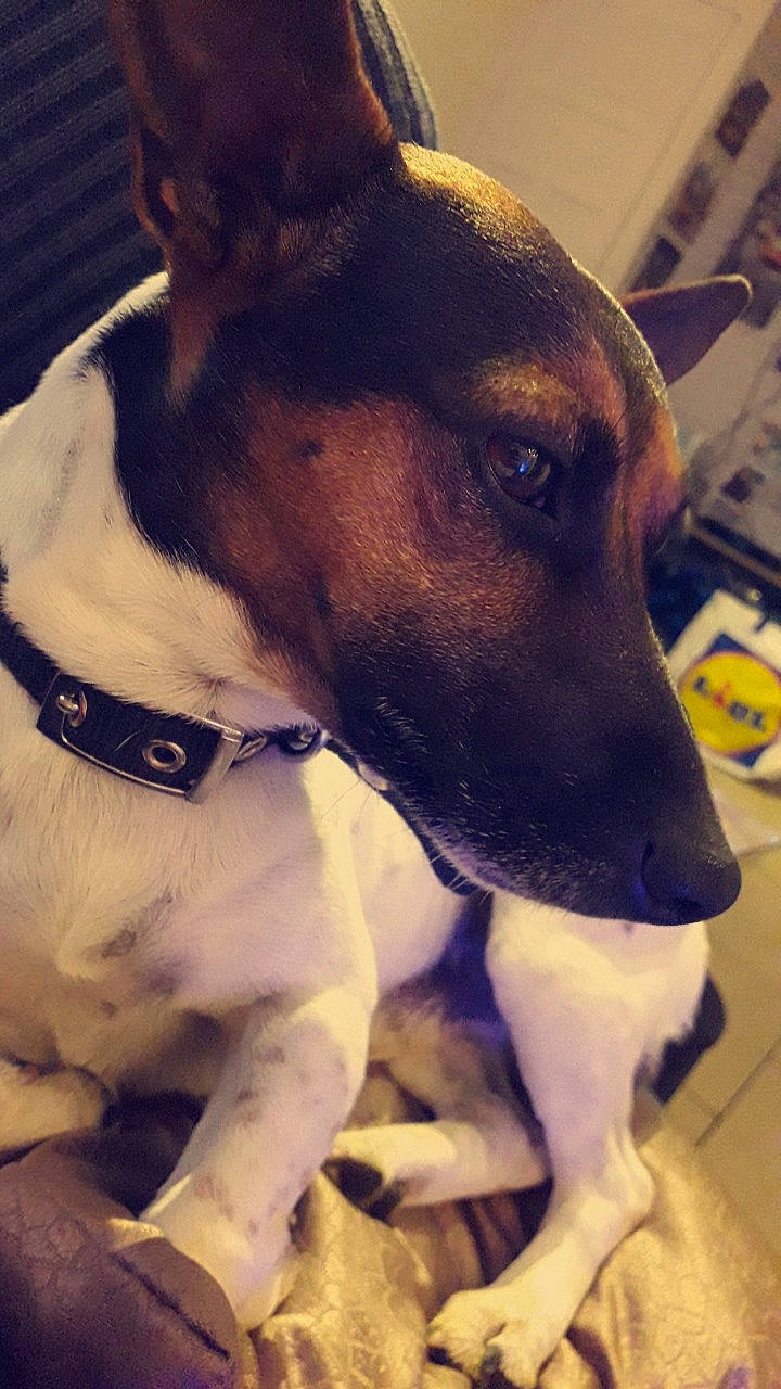 Jessy participe au concours pour gagner de l'argent avec cette photo : brazilian_terrier, canidae, carnivore, chilean_fox_terrier, collar, dog, dog_breed, feist, fox_terrier, mammal, miniature_fox_terrier, potcake_dog, rare_breed_dog, rat_terrier, ratonero_bodeguero_andaluz, smooth_fox_terrier, snout, teddy_roosevelt_terrier, tenterfield_terrier, vertebrate