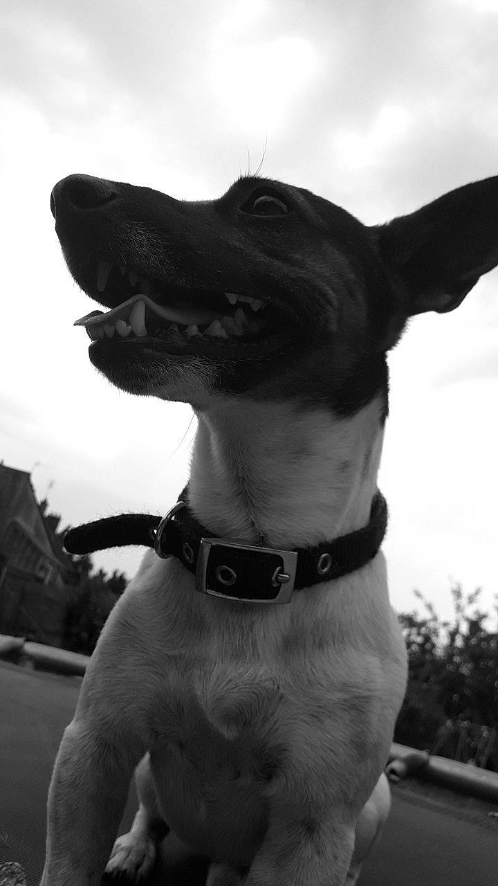 Jessy participe au concours pour gagner de l'argent avec cette photo : canidae, carnivore, dog, dog_breed, dog_collar, non_sporting_group, snout, sporting_group