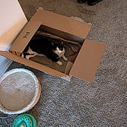 Duke Joumaa joined the competition — help win amazing prizes! animal, bedding, black_and_white, cardboard_box, carpet, cat, cozy, curious, floor, home, indoor, living_space, looking_up, lounging, packing_paper, pet_bed, pet_toy, relaxed, shoes, toy