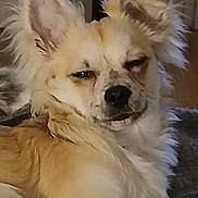 Loki participe au concours pour gagner de l'argent avec cette photo : animal, close_up, companion, cozy, cute, dog, domestic, ears, expression, face, fluffy, fur, indoor, light_colored, lying_down, pet, relaxed, sleepy, snout, whiskers