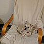 Loki participe au concours pour gagner de l'argent avec cette photo : blanket, chair, comfortable, cozy, curled_up, cute, dog, domestic_animal, floor, furniture, indoor, looking_away, pet, red_collar, relaxed, resting, small_dog, wall, white_dog, wooden_armchair