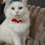 Shaniel participe au concours pour gagner de l'argent avec cette photo : animal, blanket, cat, closeup, comfortable, cozy, cute, domestic_cat, feline, fluffy, furniture, indoor, pet, portrait, red_bow, relaxed, sitting, soft, white_cat, yellow_eyes