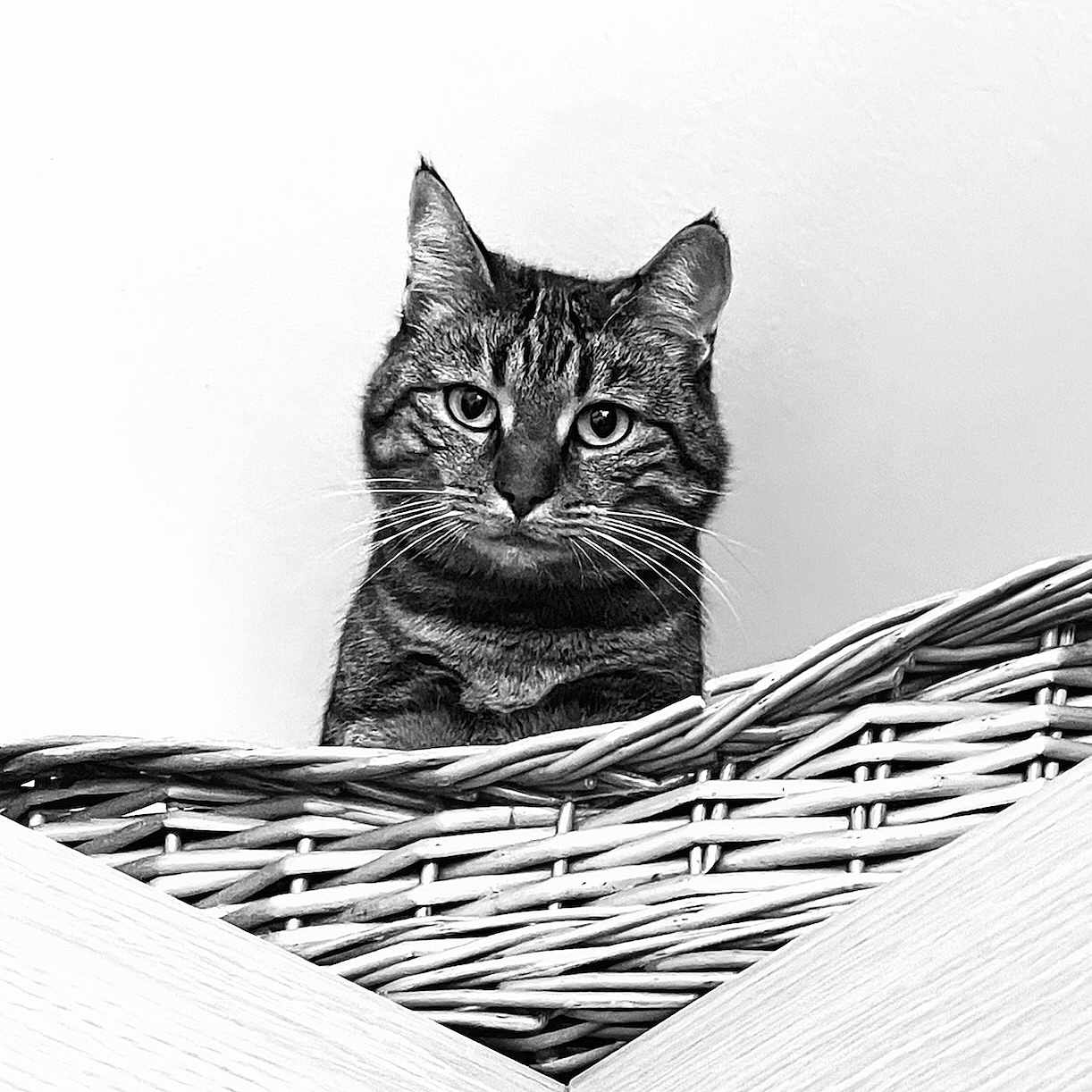 Françoise a rejoint le concours — aidez-le/la à gagner de superbes lots ! abyssinian, angora, animal, art, basket, bed, blackcat, cat, crib, drawing, furniture, infantbed, kitten, manx, pet, snout, triangle, woven