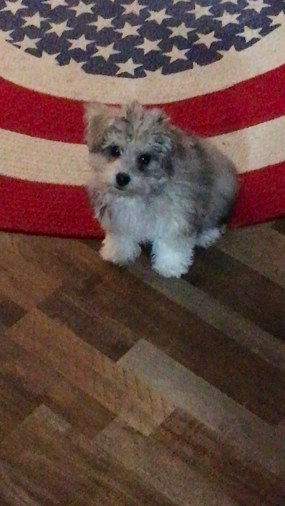 Pepper joined the competition — help win amazing prizes! canidae, carnivore, companion_dog, dog, dog_breed, flooring, fur, hardwood, maltepoo, shih_poo, small_terrier, snout, sporting_group, terrier, toy_dog, water_dog, wood, wood_flooring, wood_stain, working_animal