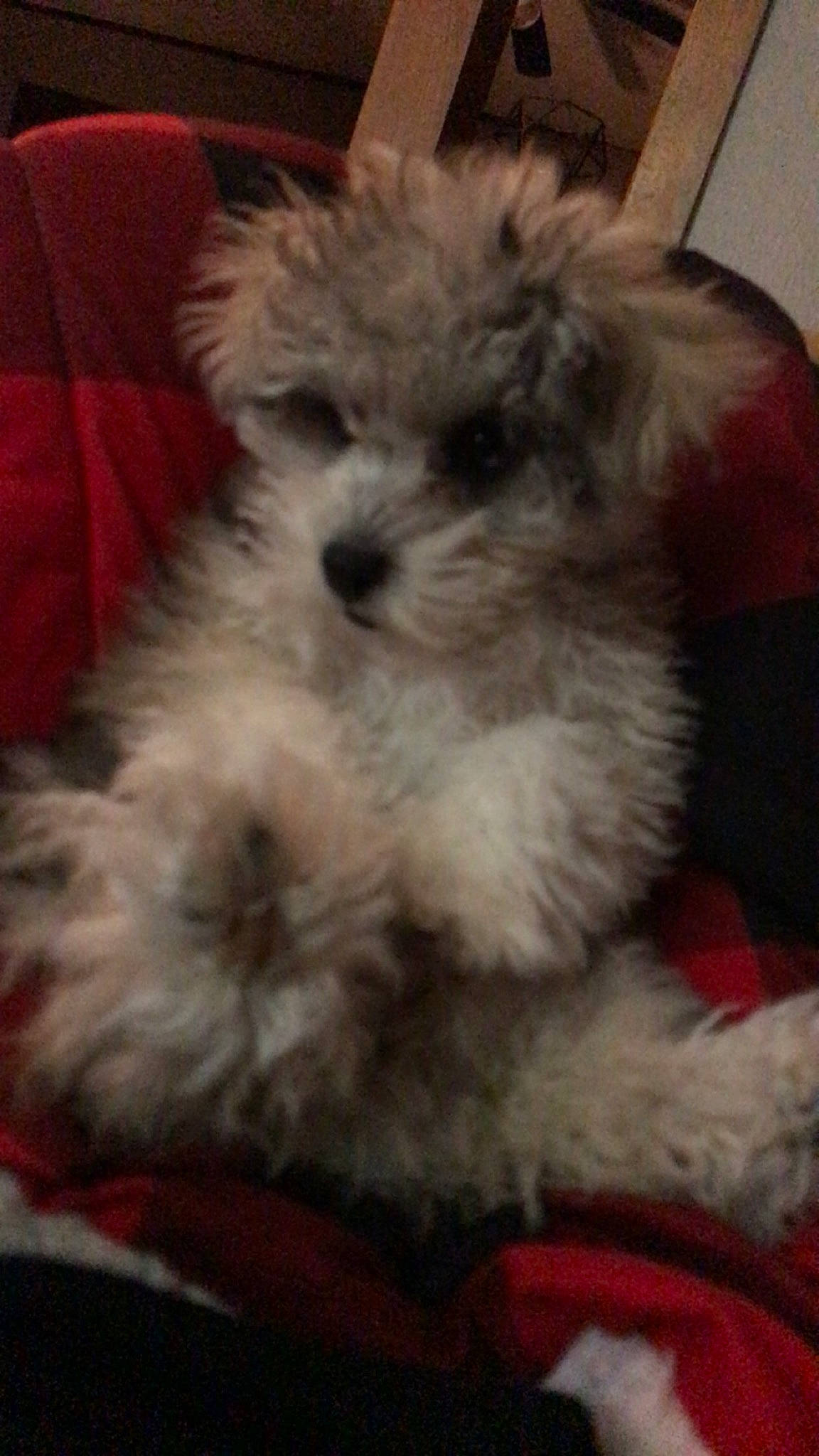 Pepper joined the competition — help win amazing prizes! canidae, carnivore, companion_dog, dog, dog_breed, fur, maltepoo, non_sporting_group, poodle_crossbreed, recliner, shih_poo, small_terrier, snout, sporting_group, terrestrial_animal, terrier, toy_dog, water_dog, working_animal, yorkipoo