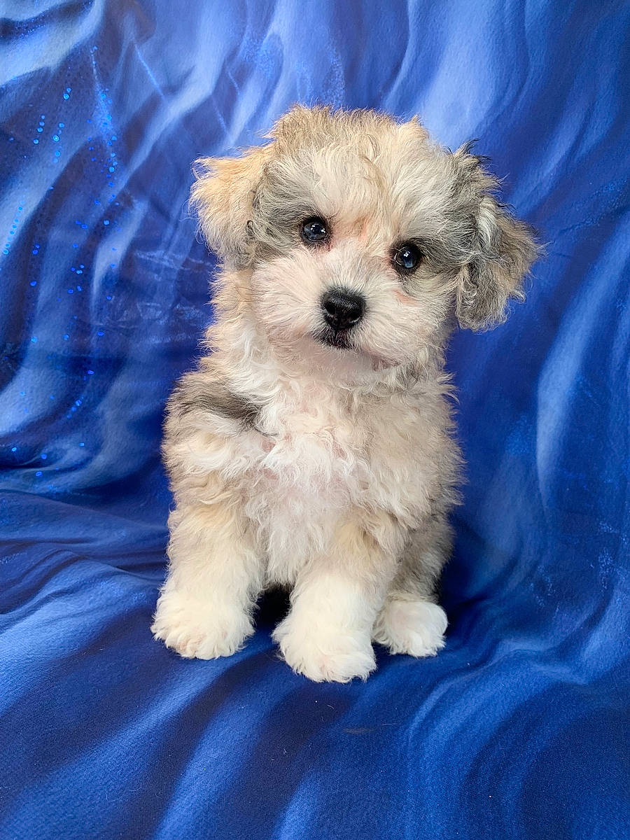 Pepper is registered to the contest to win money with this photo: canidae, carnivore, companion_dog, dog, dog_breed, dog_supply, electric_blue, fur, maltepoo, non_sporting_group, pet_supply, small_terrier, sporting_group, terrier, toy_dog, working_animal, yorkipoo