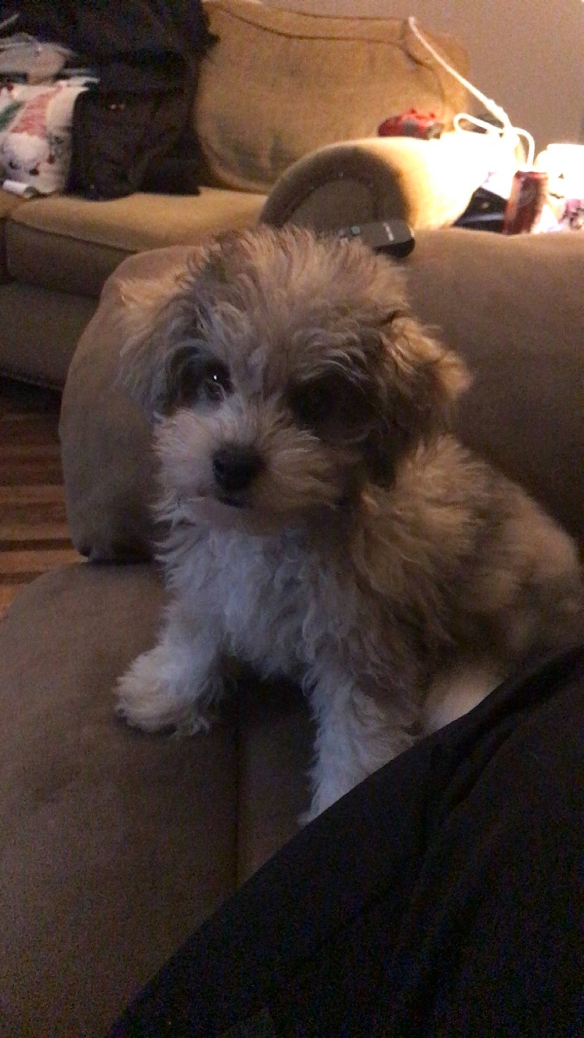 Pepper joined the competition — help win amazing prizes! canidae, carnivore, companion_dog, dog, dog_breed, fur, maltepoo, non_sporting_group, shih_poo, small_terrier, snout, sporting_group, terrier, toy_dog, water_dog, whiskers, working_animal, yorkipoo