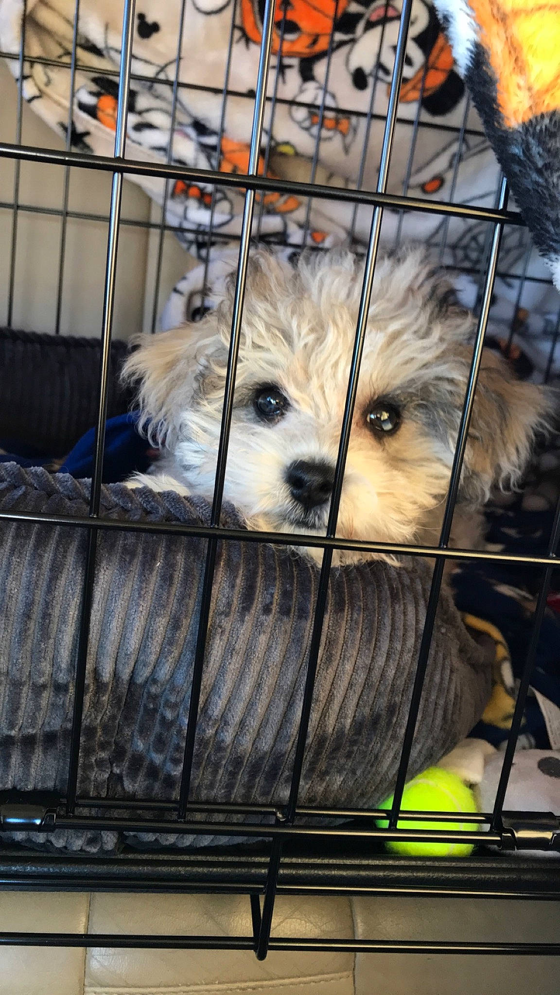 Pepper joined the competition — help win amazing prizes! animal_shelter, art, canidae, carnivore, companion_dog, dog, dog_breed, dog_crate, felidae, fur, mammal, opossum, pet_supply, rodent, snout, sporting_group, terrestrial_animal, vertebrate, whiskers, wildlife