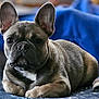 background_blur, blanket, blue_blanket, close_up, companion, couch, cute, dog, ears, french_bulldog, fur, indoor, lying_down, paws, pet, portrait, relaxed, snout, stare, wrinkled_face