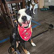 Kevin is registered to the contest to win money with this photo: dog, bandana, indoor, smiling, happy, wooden_floor, leash, black_dog, brown_dog, person, chair, furniture, pet, tongue_out, flooring, domestic_animal, harness, playful, animal, companions