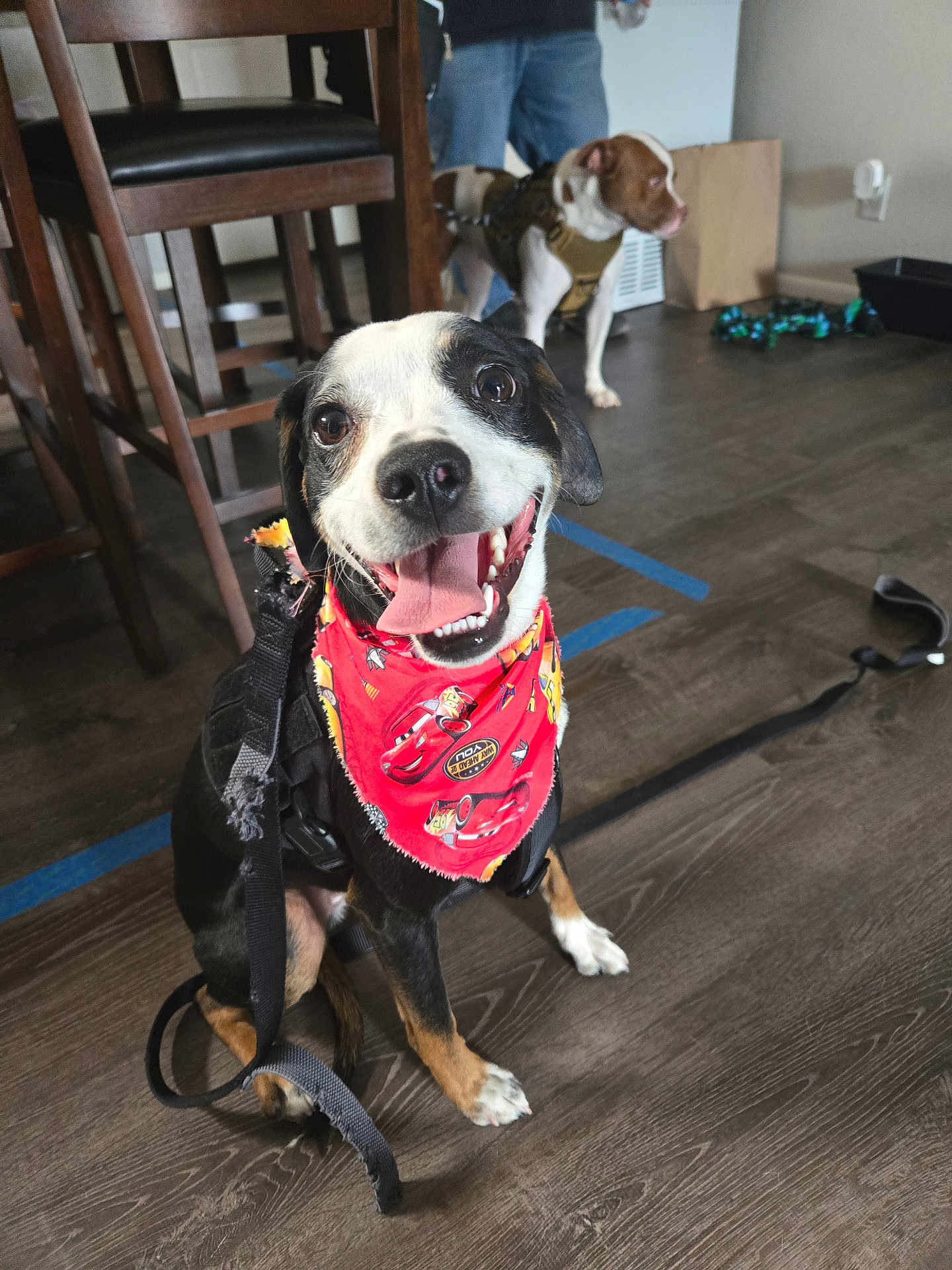 Kevin is registered to the contest to win money with this photo: dog, bandana, indoor, smiling, happy, wooden_floor, leash, black_dog, brown_dog, person, chair, furniture, pet, tongue_out, flooring, domestic_animal, harness, playful, animal, companions
