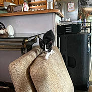 Cleveland is registered to the contest to win money with this photo: kitten, black_and_white, cat, couch, indoor, curious, furniture, home, living_room, pet, small_animal, balancing, carpet, table, water_bottle, refrigerator, cabinet, cozy, domestic, young_cat