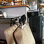 kitten, black_and_white, cat, couch, indoor, curious, furniture, home, living_room, pet, small_animal, balancing, carpet, table, water_bottle, refrigerator, cabinet, cozy, domestic, young_cat