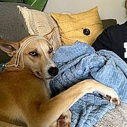 Cricket And Acorn is registered to the contest to win money with this photo: dog, blue_eyes, pearls, blanket, couch, pillow, indoor, pet, fur, relaxed, cozy, furniture, home, animal, canine, ears, paw, resting, looking, expression