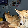 Cricket And Acorn joined the competition — help win amazing prizes! dog, bed, indoor, tan_dog, resting, portrait, wall_art, television, poster, furniture, animal, pet, brown_blanket, canine, red_eye, ears, snout, looking_away, curious, room
