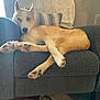 Cricket And Acorn is registered to the contest to win money with this photo: dog, armchair, indoor, blue_eyes, pillow, throw_blanket, relaxed, furniture, living_room, pet, canine, fur, resting, comfort, home, paw, cute, ears, portrait, brown