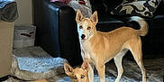 Cricket And Acorn joined the competition — help win amazing prizes! dog, indoor, rug, ball, couch, pillow, blanket, window, curtain, floor, wood_floor, pet, animal, alert, blue_eyes, standing, lying_down, living_room, furniture, domestic