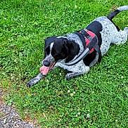 Raphie participe au concours pour gagner de l'argent avec cette photo : dog, black_and_white, harness, grass, greenery, outdoor, pet, canine, tongue_out, resting, nature, summer, playful, animal, fur, ground, path, happy, panting, leisure