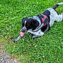 dog, black_and_white, harness, grass, greenery, outdoor, pet, canine, tongue_out, resting, nature, summer, playful, animal, fur, ground, path, happy, panting, leisure