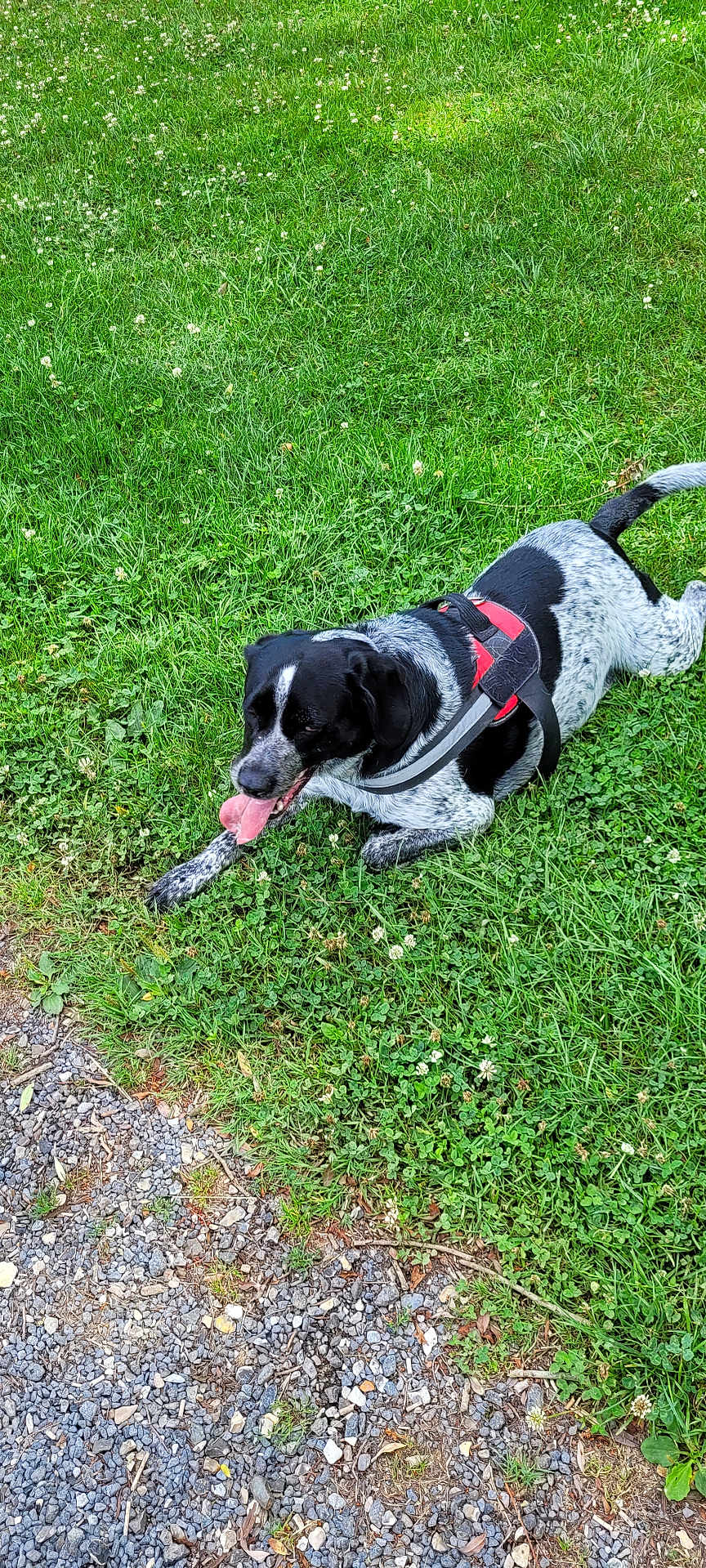 Raphie participe au concours pour gagner de l'argent avec cette photo : dog, black_and_white, harness, grass, greenery, outdoor, pet, canine, tongue_out, resting, nature, summer, playful, animal, fur, ground, path, happy, panting, leisure