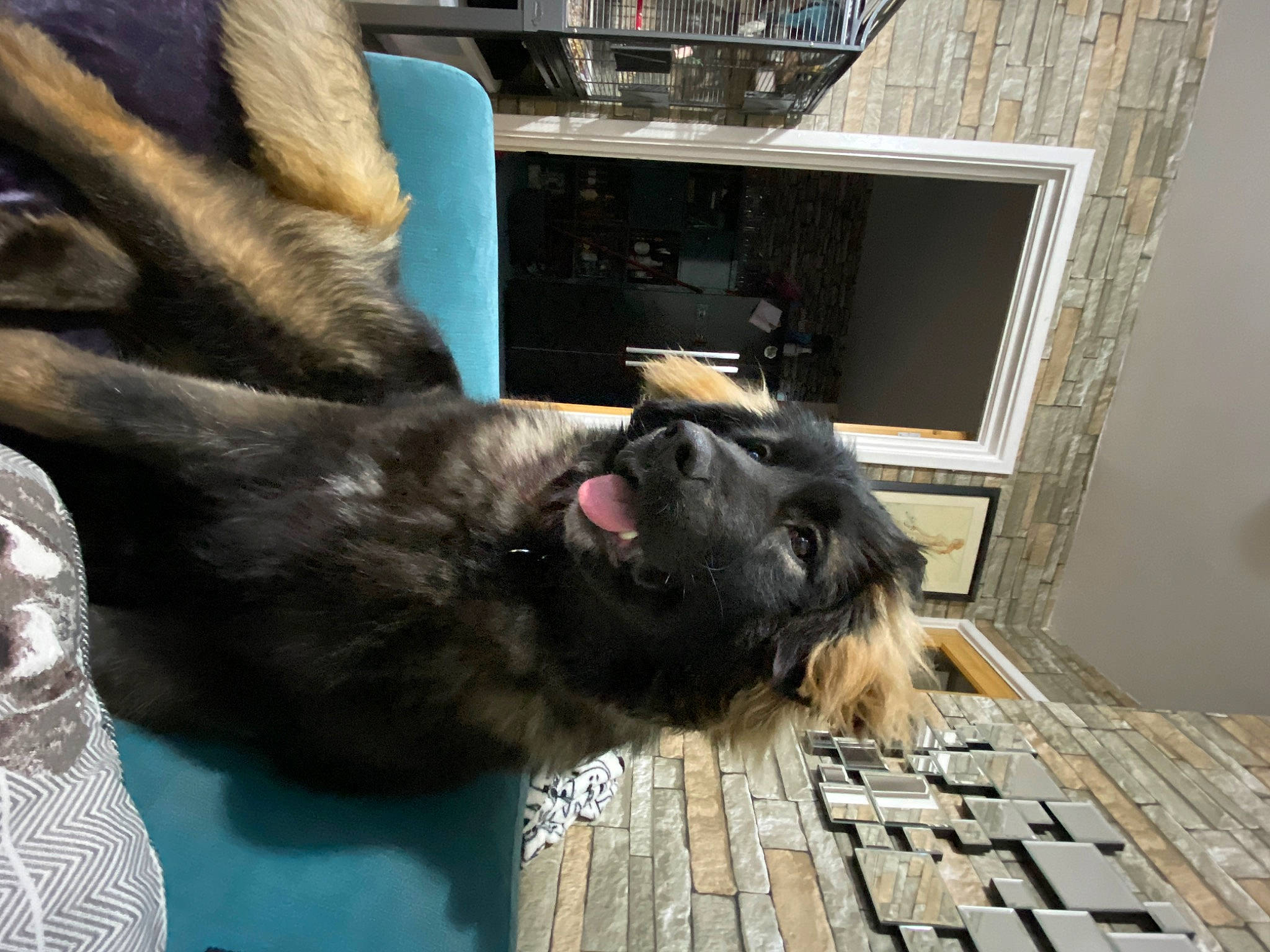 Reba joined the competition — help win amazing prizes! canidae, carnivore, claw, comfort, companion_dog, dog, dog_breed, fawn, flooring, fur, gesture, hardwood, liver, plank, small_to_medium_sized_cats, sporting_group, tail, whiskers, wood, working_animal