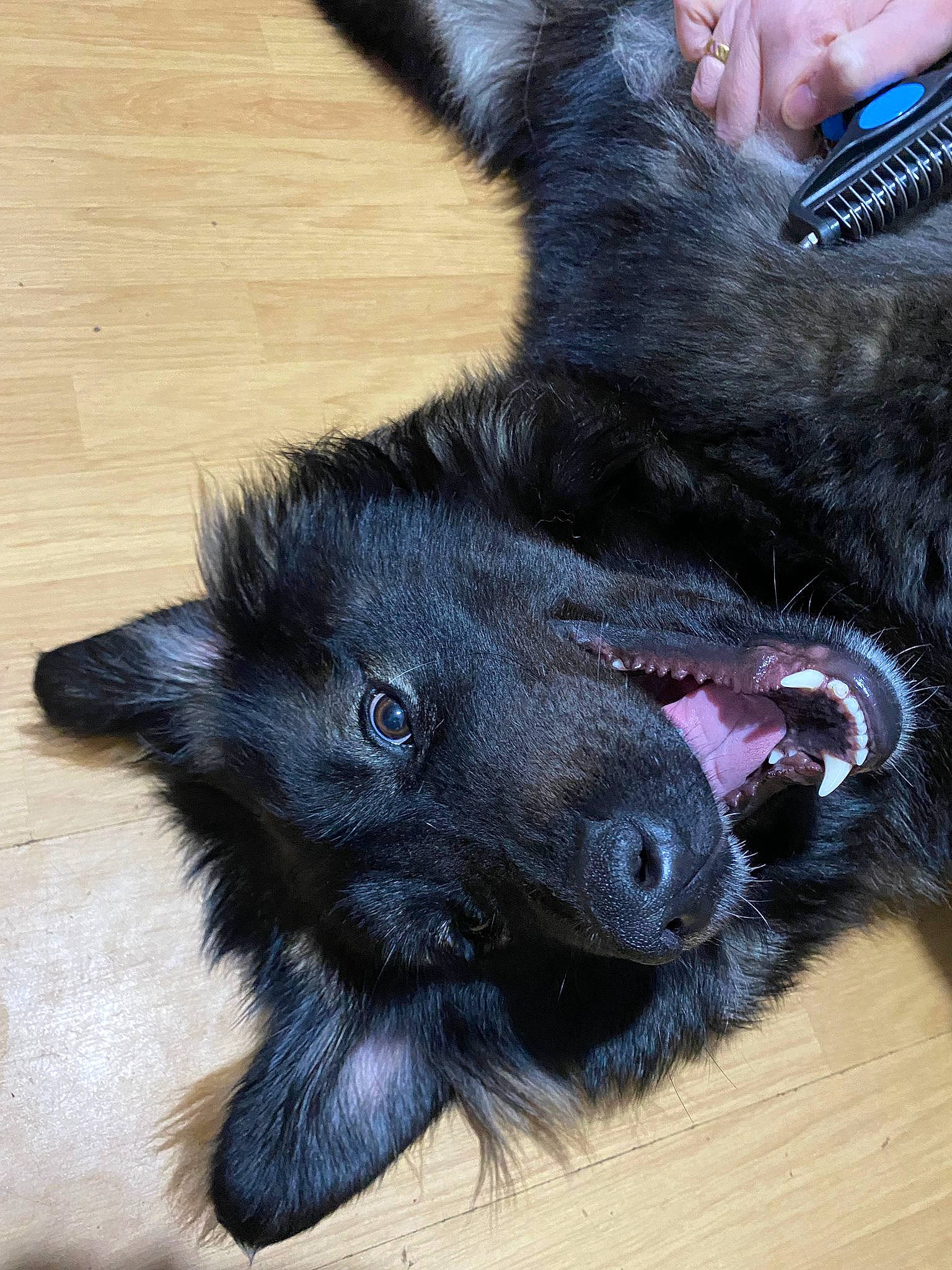 Reba joined the competition — help win amazing prizes! carnivore, claw, companion_dog, dog_breed, foot, fur, gesture, hardwood, mammal, nail, paw, small_to_medium_sized_cats, snout, sporting_group, tail, terrestrial_animal, toe, whiskers, wood, working_animal