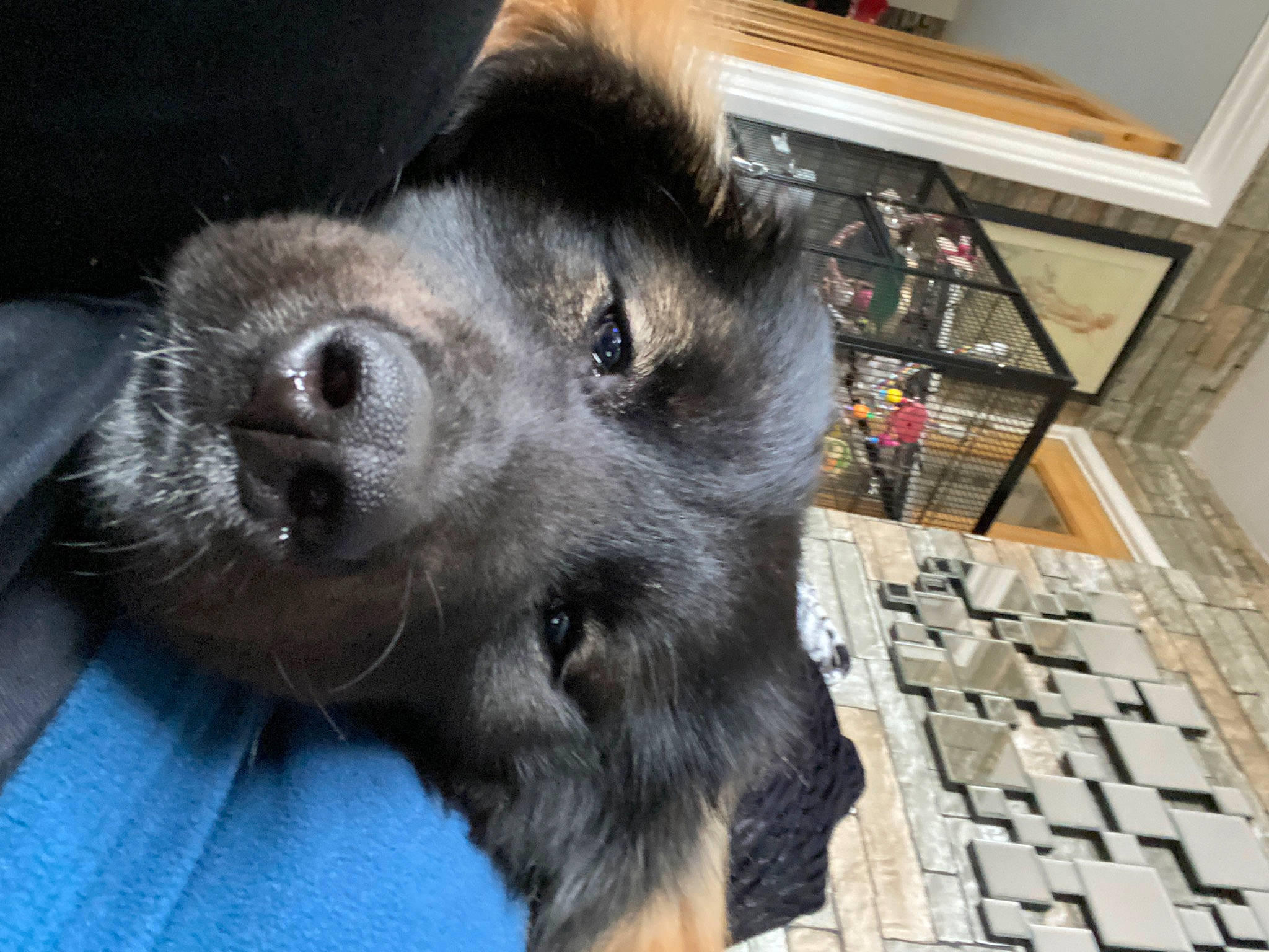 Reba joined the competition — help win amazing prizes! building, canidae, carnivore, claw, companion_dog, dog, dog_breed, ear, flooring, fur, hardwood, natural_material, paw, picture_frame, puppy, sporting_group, terrestrial_animal, whiskers, wood, working_animal