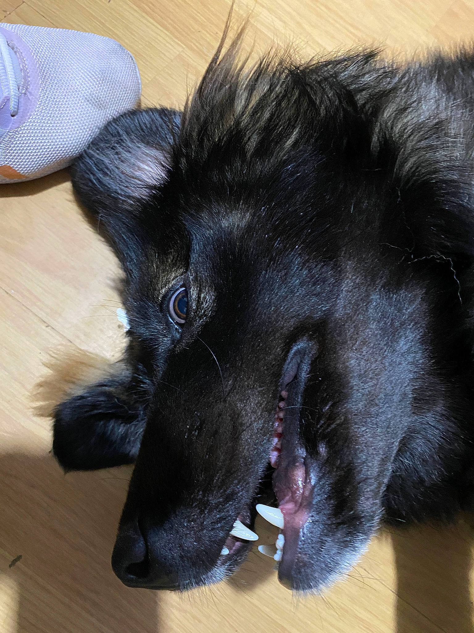 Reba is registered to the contest to win money with this photo: borador, canidae, carnivore, claw, companion_dog, dog, dog_breed, ear, felidae, foot, fur, hardwood, small_to_medium_sized_cats, snout, sporting_group, varnish, whiskers, wood, wood_stain