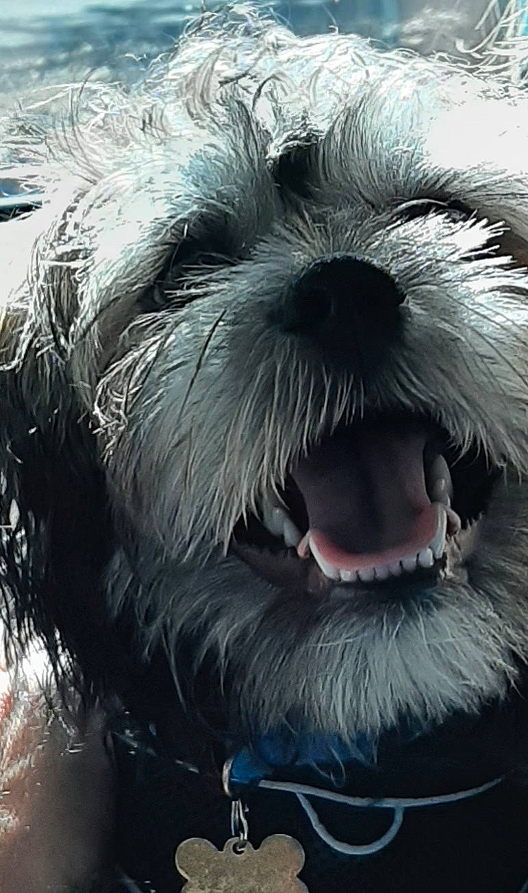 Louie is registered to the contest to win money with this photo: canidae, carnivore, close_up, companion_dog, dog, dog_breed, electric_blue, eye, fang, fictional_character, fur, liver, non_sporting_group, small_terrier, snout, sporting_group, terrier, toy_dog, whiskers, working_animal