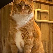 Kash is registered to the contest to win money with this photo: cat, orange_tabby, white_paws, white_chest, indoor, wooden_paneling, table, pet, feline, sitting, fur, whiskers, ears, paws, domestic_cat, animal, cute, looking, portrait, household