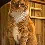 cat, orange_tabby, white_paws, white_chest, indoor, wooden_paneling, table, pet, feline, sitting, fur, whiskers, ears, paws, domestic_cat, animal, cute, looking, portrait, household