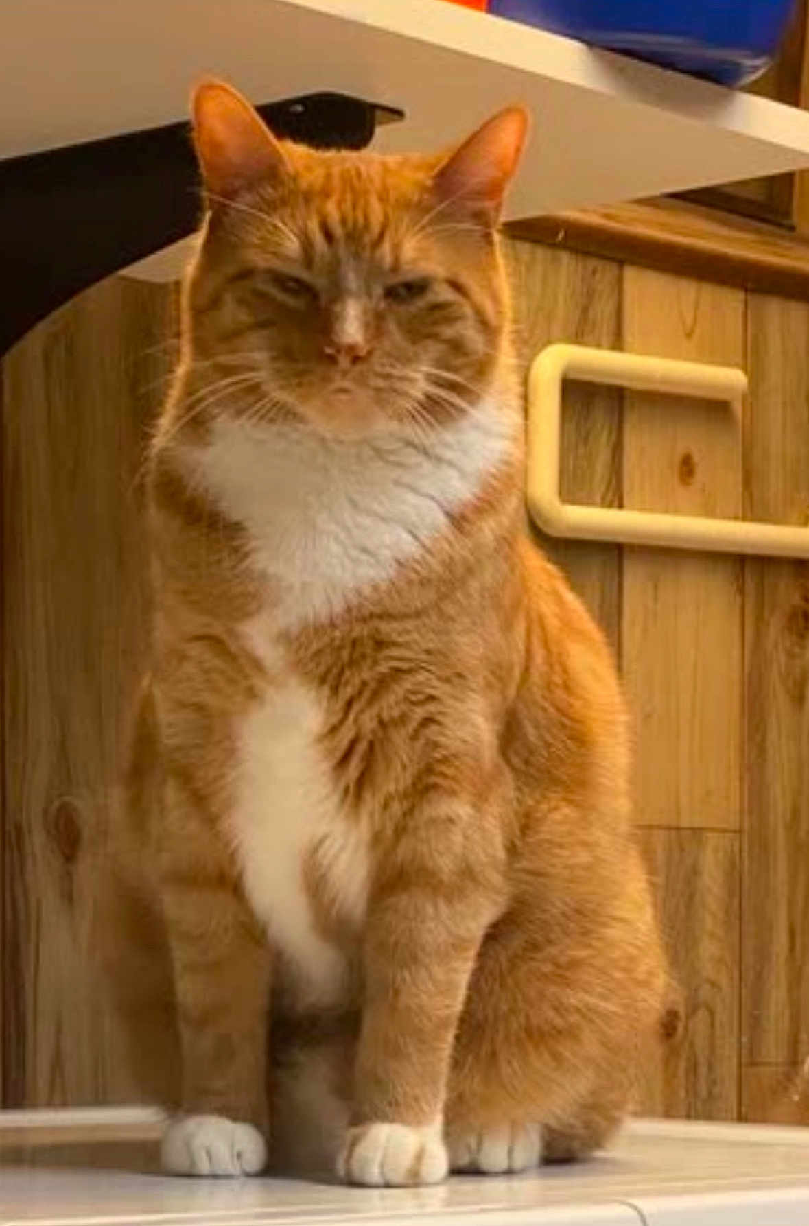 Kash is registered to the contest to win money with this photo: cat, orange_tabby, white_paws, white_chest, indoor, wooden_paneling, table, pet, feline, sitting, fur, whiskers, ears, paws, domestic_cat, animal, cute, looking, portrait, household