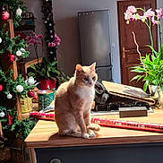 Chat Malo participe au concours pour gagner de l'argent avec cette photo : cat, christmas_decorations, countertop, cozy, decor, domestic_animal, flower_pot, furniture, holiday, household_items, indoor, kitchen, light_fixture, orchid, pet, plants, refrigerator, tabby_cat, wooden_door, wrapping_paper