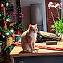 cat, christmas_decorations, countertop, cozy, decor, domestic_animal, flower_pot, furniture, holiday, household_items, indoor, kitchen, light_fixture, orchid, pet, plants, refrigerator, tabby_cat, wooden_door, wrapping_paper