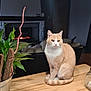 Chat Malo participe au concours pour gagner de l'argent avec cette photo : calm, cat, couch, cozy, cream_color, decor, domestic_animal, feline, fireplace, houseplant, indoor, living_room, orchids, pet, plant, relaxing, sitting, table, white_color, wooden_counter
