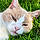 Chat Malo