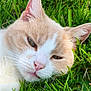 cat, grass, outdoor, close_up, animal, pet, feline, relaxed, nature, whiskers, ears, face, nose, fur, green, sunlight, leaf, laying, mammal, daylight