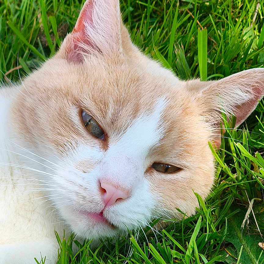 Chat Malo participe au concours pour gagner de l'argent avec cette photo : animal, cat, close_up, daylight, ears, face, feline, fur, grass, green, laying, leaf, mammal, nature, nose, outdoor, pet, relaxed, sunlight, whiskers