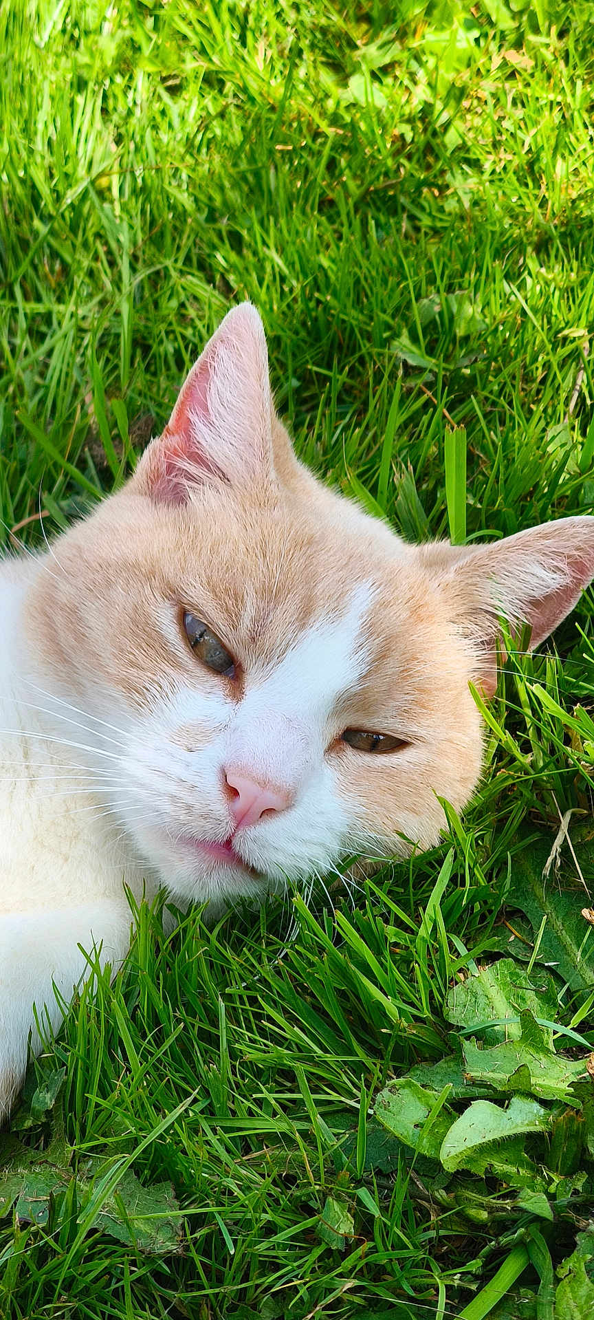 Chat Malo participe au concours pour gagner de l'argent avec cette photo : cat, grass, outdoor, close_up, animal, pet, feline, relaxed, nature, whiskers, ears, face, nose, fur, green, sunlight, leaf, laying, mammal, daylight