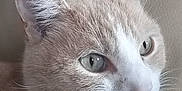 Chat Malo a rejoint le concours — aidez-le/la à gagner de superbes lots ! alert, animal, cat, close_up, cute, domestic, eyes, face, feline, focus, fur, indoor, mammal, natural_color, nose, pet, portrait, soft_light, texture, whiskers