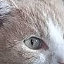 alert, animal, cat, close_up, cute, domestic, eyes, face, feline, focus, fur, indoor, mammal, natural_color, nose, pet, portrait, soft_light, texture, whiskers
