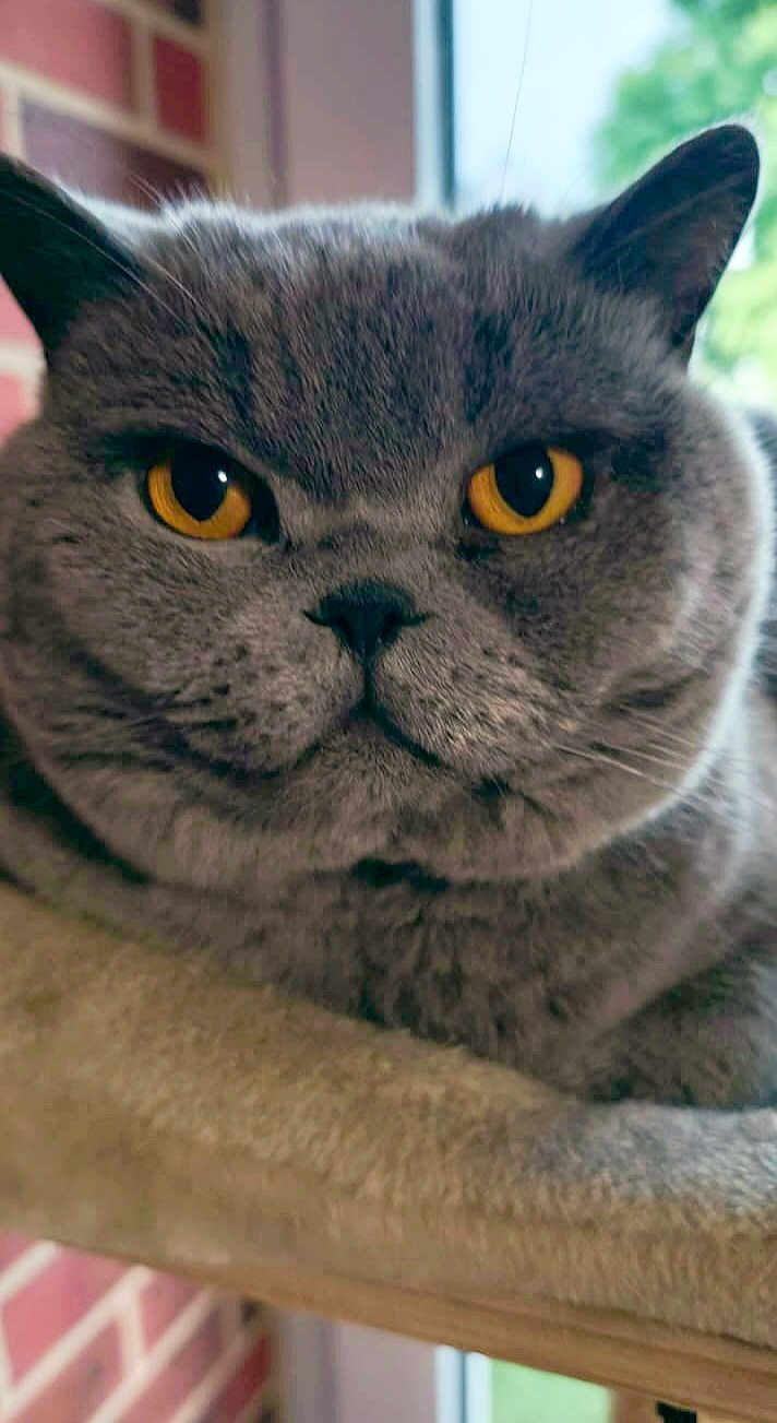 Sax a rejoint le concours — aidez-le/la à gagner de superbes lots ! cat, gray_cat, close_up, amber_eyes, resting, soft_surface, indoor, window, brick_wall, pet, feline, whiskers, ears, fur, face, animal, domestic_animal, cute, relaxed, portrait
