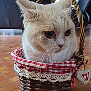 Ozi a rejoint le concours — aidez-le/la à gagner de superbes lots ! cat, basket, woven_basket, checkered_fabric, lace_trim, indoor, floor_tiles, pet, animal, curious, closeup, domestic_cat, whiskers, ears, feline, cute, home, furniture, brown, cream_color