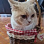 cat, basket, woven_basket, checkered_fabric, lace_trim, indoor, floor_tiles, pet, animal, curious, closeup, domestic_cat, whiskers, ears, feline, cute, home, furniture, brown, cream_color